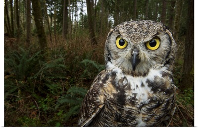 A great horned owl at Northwest Trek Wildlife Park in Eatonville, Washington