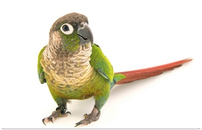 A green cheeked parakeet, Pyrrhura molinae restricta, from a private collection