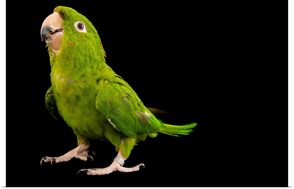 A green parakeet, Psittacara holochlorus strenuus.