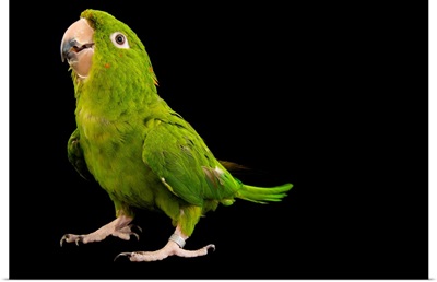 A green parakeet, Psittacara holochlorus strenuus, from a private collection