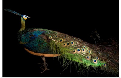 A green peacock, Pavo muticus muticus, at the Houston Zoo