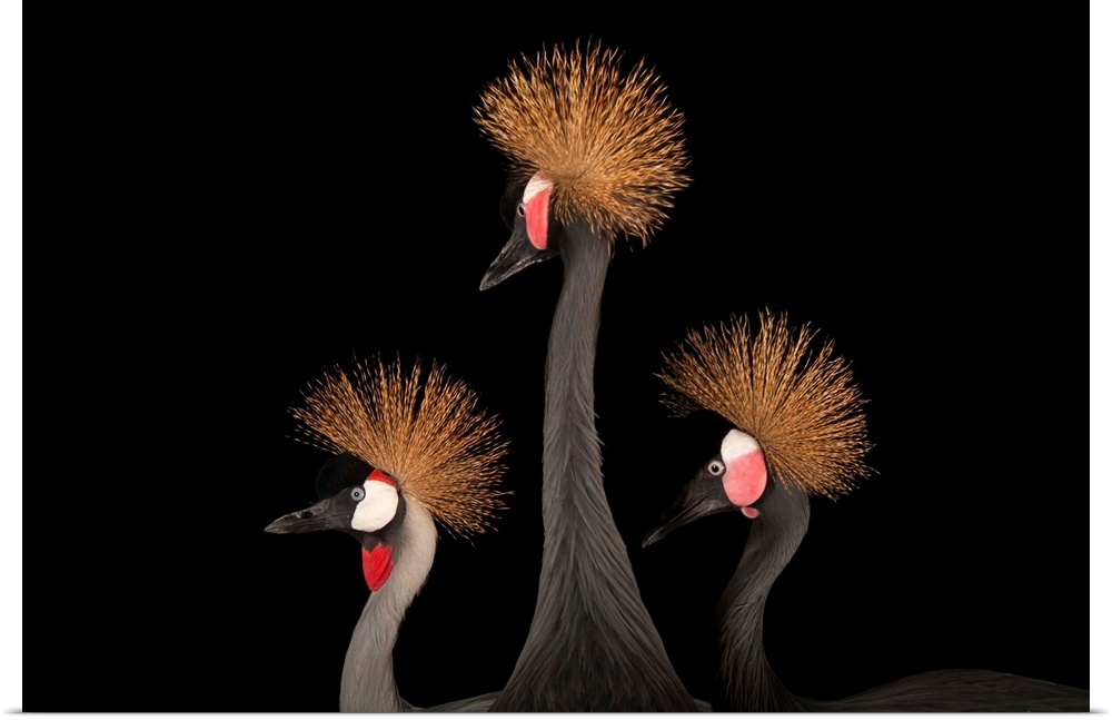 A grey crowned crane, Balearica regulorum, with a pair of West African black-crowned cranes, Balearica pavonina pavonina, ...