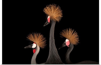 A grey crowned crane with a pair of vulnerable West African black-crowned cranes