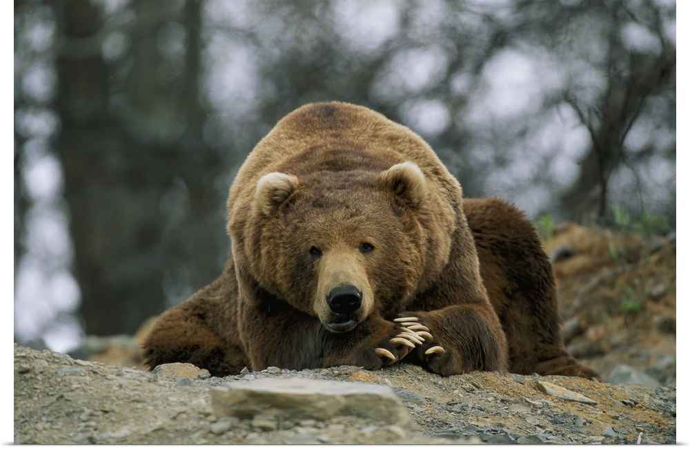 A grizzly bear at rest on the edge of the Larson Bay dump.