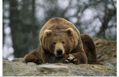A grizzly bear at rest on the edge of the Larson Bay dump