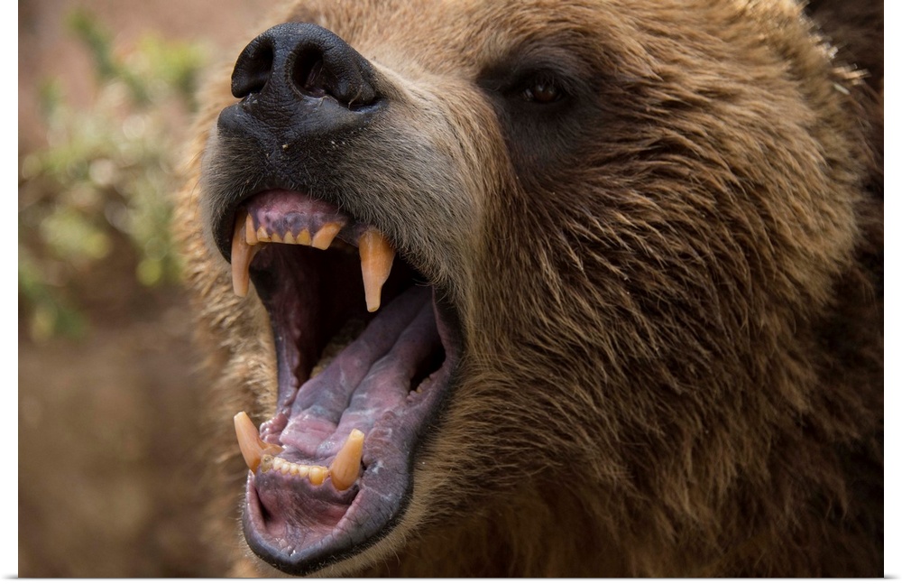 A grizzly bear snarling at the Cheyenne Mountain Zoo.