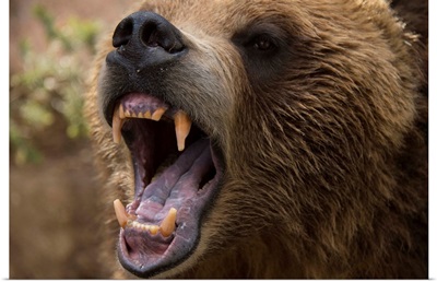A grizzly bear snarling at the Cheyenne Mountain Zoo
