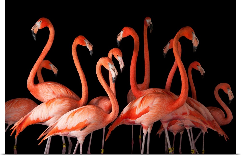 A group of American flamigos, Phoenicopterus ruber.