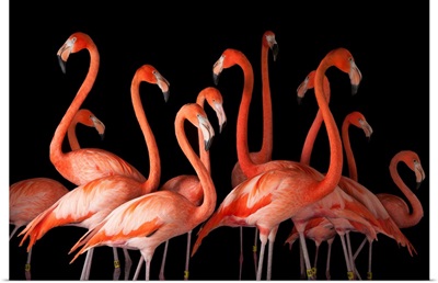 A group of American flamingos, Phoenicopterus ruber, at Lincoln Children's Zoo