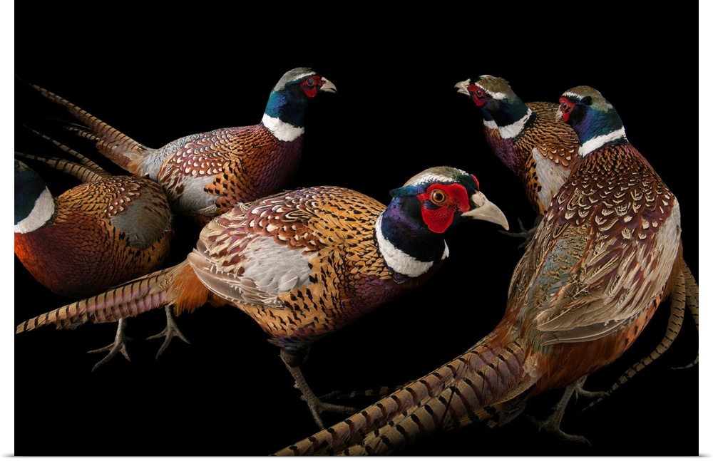 A group of male common pheasants, Phasianus colchicus.