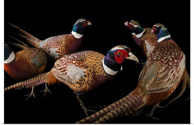 A group of male common pheasants, Phasianus colchicus