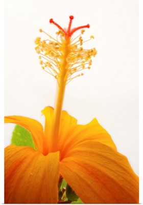 A Hawaiian orange hibiscus, Hibiscus kokio saintjohnianus