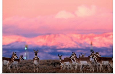 A herd of pronghorns graze near gas drilling rigs sunset, Pinedale, Wyoming