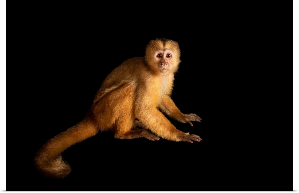 A juvenile Spix's white-fronted capuchin (Cebus unicolor) at the Pilpintuwasi Butterfly Farm and Amazon Animal Orphanage.