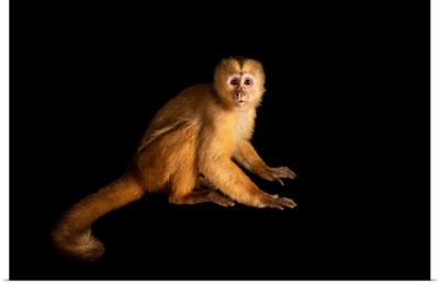 A Juvenile Spix's White-Fronted Capuchin