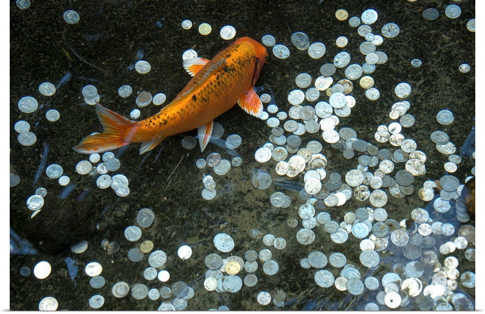 Koi with coins in a display at the Taronga Zoo.