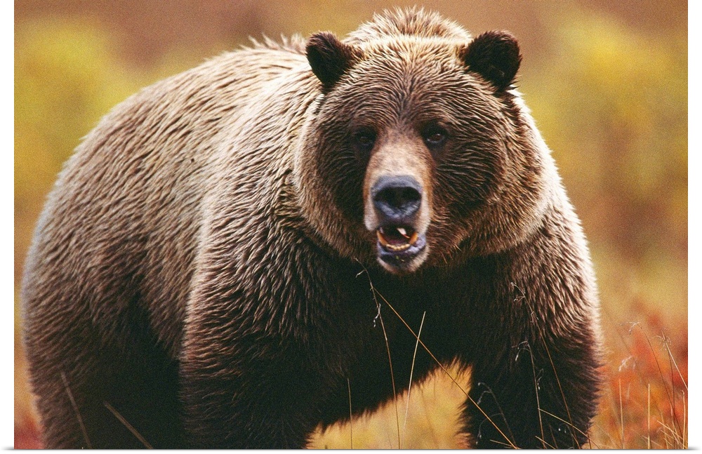 A large adult grizzly bear faces the camera.