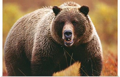 A large adult grizzly bear faces the camera