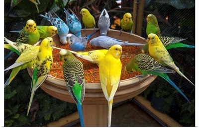 A large group of parakeets gather at a bird feeder at the New Orleans Aquarium
