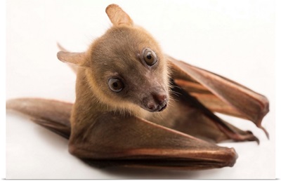 A lesser short-nosed fruit bat, at the Lubee Bat Conservancy