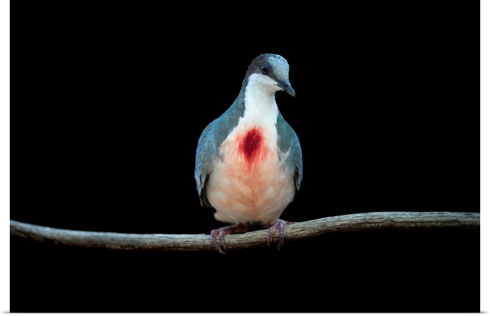 A Luzon Bleeding-heart dove, Gallicolumba luzonica.