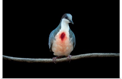 A Luzon Bleeding-heart dove, Gallicolumba luzonica