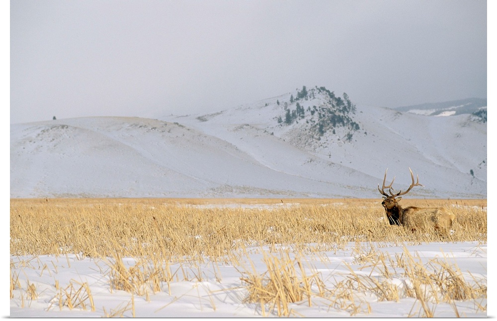 A male elk standing in snowy field near gentle rolling hills.