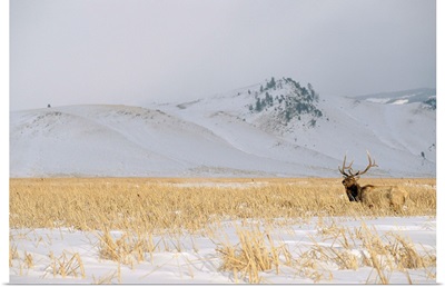 A male elk standing in snowy field near gentle rolling hills