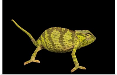 A male graceful chameleon, Chamaeleo gracilis, at Western Kentucky University
