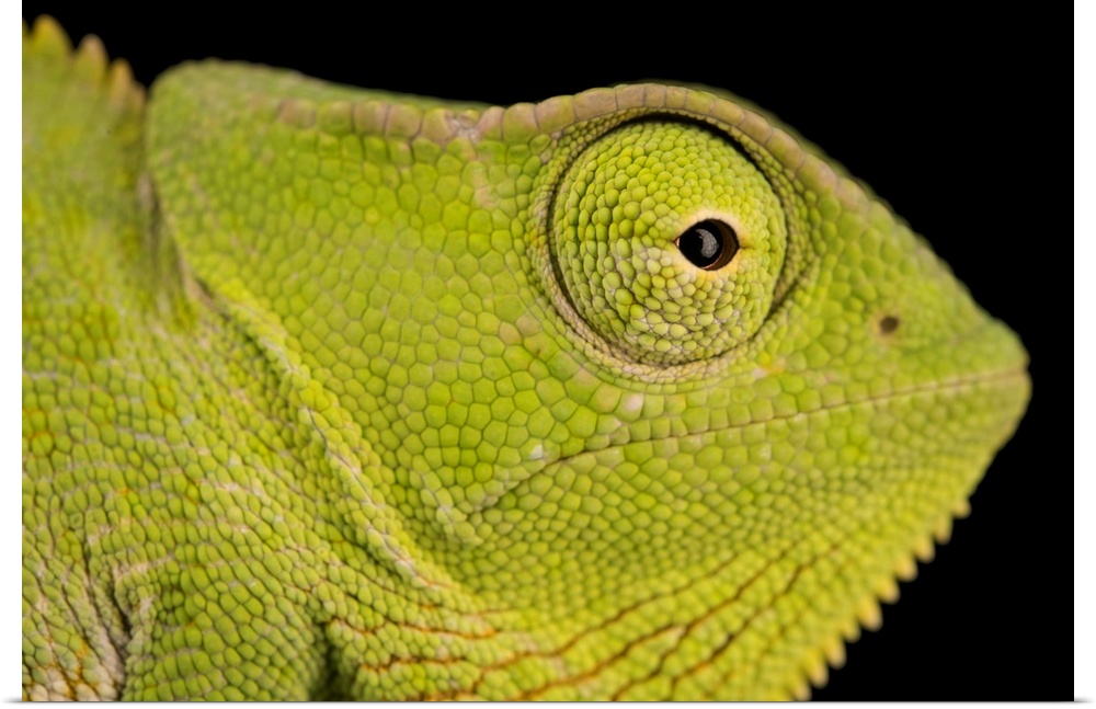 A male graceful chameleon, Chamaeleo gracilis, at Western Kentucky University.