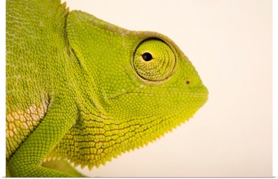 A male graceful chameleon, Chamaeleo gracilis, at Western Kentucky University