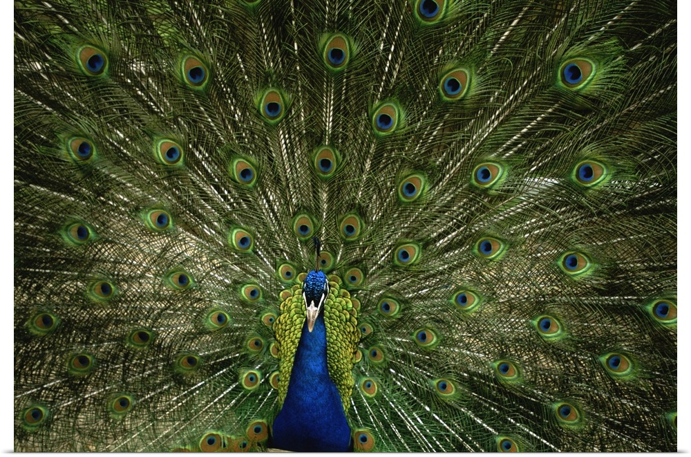 A male peacock displays his feathers and plumage.