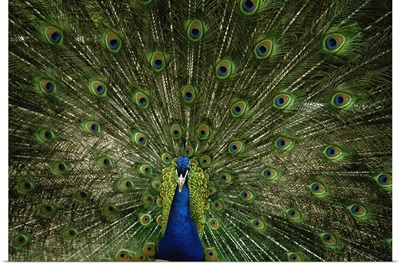 A male peacock displays his feathers and plumage