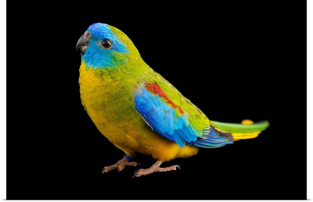 A male, federally endangered turquoise parrot, Neophema pulchella, at Healesville Sanctuary.