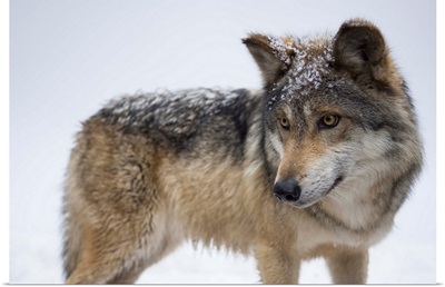 A Mexican gray wolf, Canis lupus baileyi