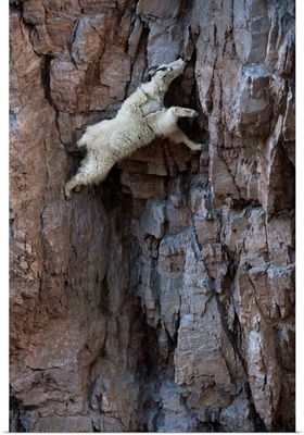A mountain goat descends a sheer rock wall to lick exposed salt
