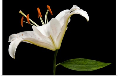 A Muscadet Oriental Lily, Lilium 'Muscadet'