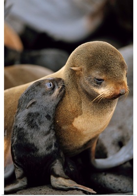A northern fur seal pup nuzzles its mother, St. Paul Island, Pribilof Islands, Alaska