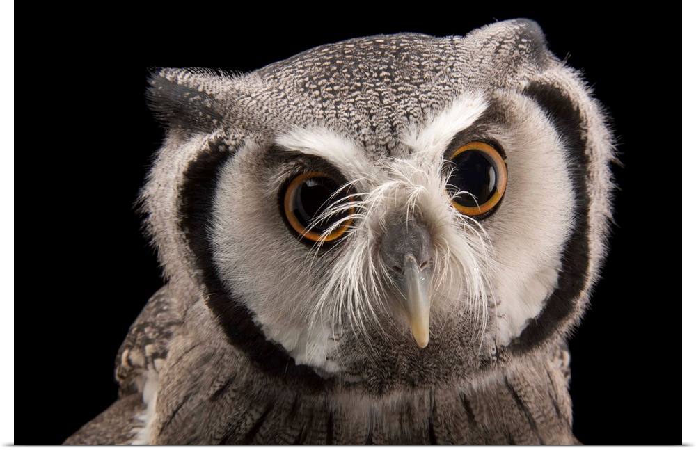 A Northern white-faced owl, Ptilopsis leucotis.