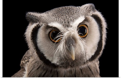A Northern white-faced owl, at the Cincinnati Zoo