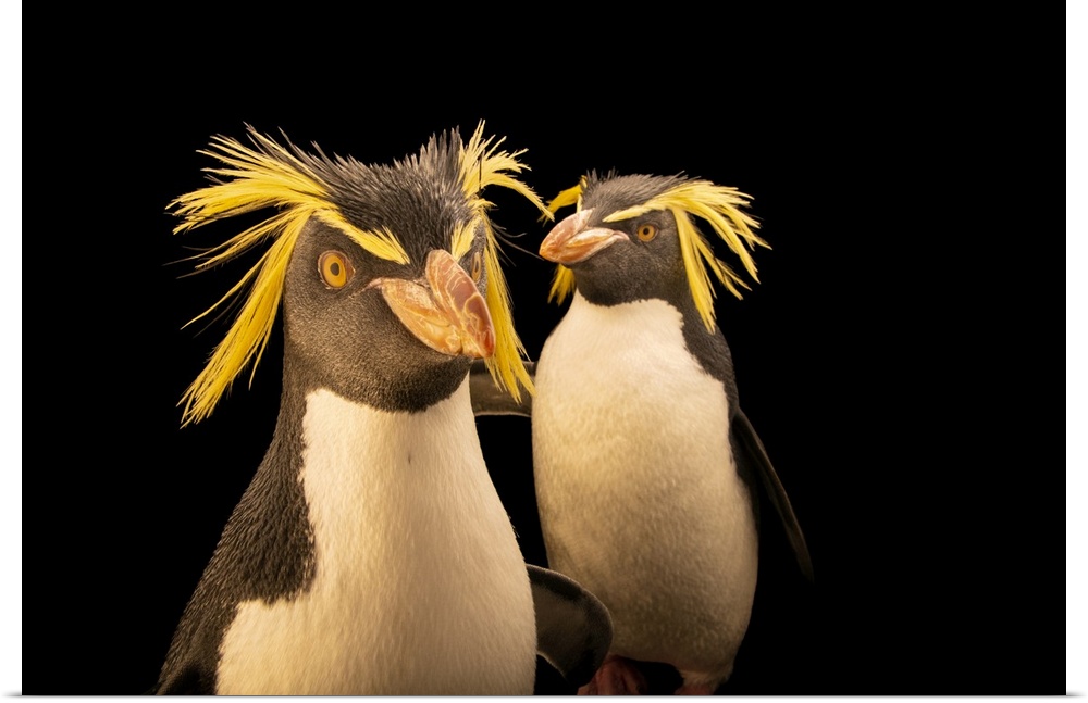 A pair of endangered Northern rockhopper penguins (Eudyptes moseleyi) at the Calgary Zoois Breeding Center.
