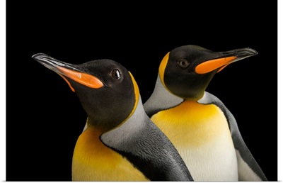 A pair of South Georgia king penguins at the Indianapolis Zoo