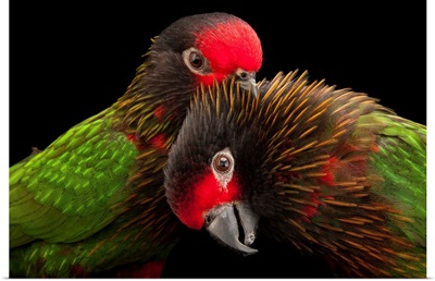 A pair of yellow-streaked lories, at the Omaha Henry Doorly Zoo