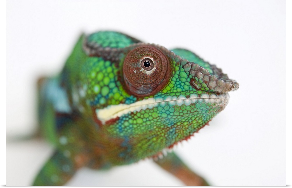 A Panther chameleon, Furcifer pardalis, at the Lincoln Children's Zoo.