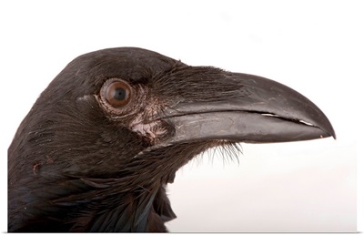 A pied crow, Corvus albus, at Zoo Atlanta