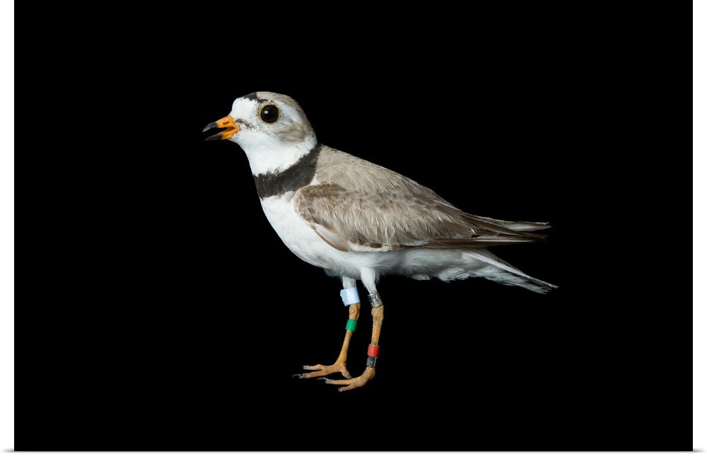 An endangered Piping plover (Charadrius melodus).