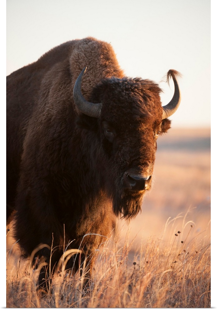 A front head shot of a bison on a ranch near Valentine, NE.