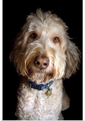 A portrait of a golden doodle mix breed dog