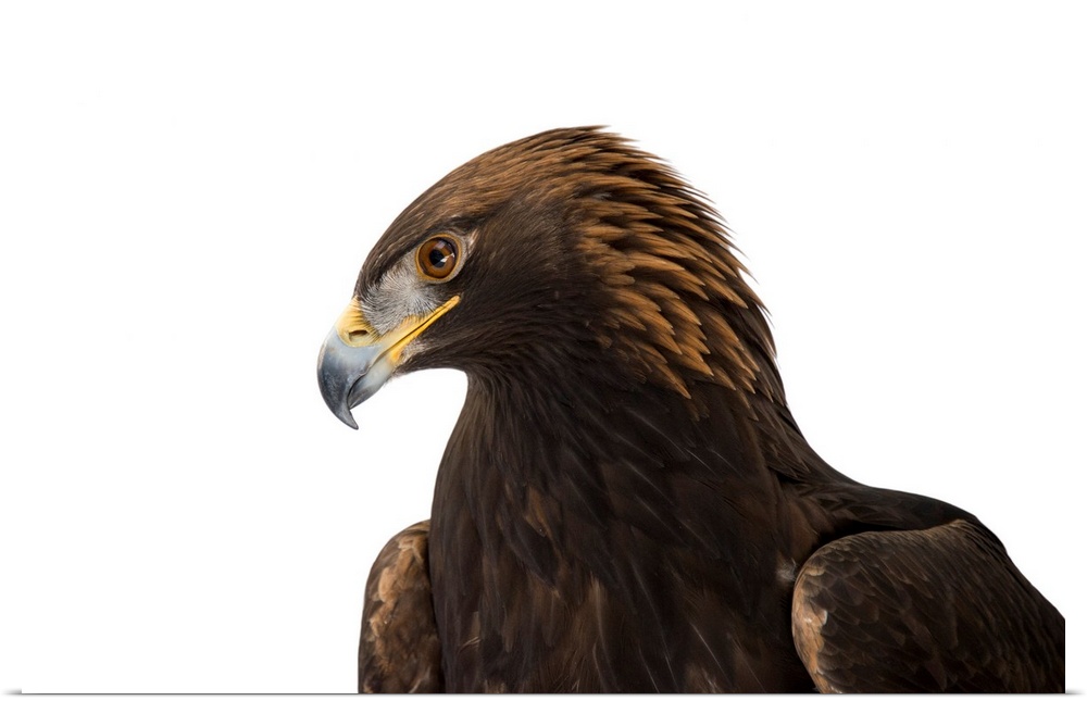 A portrait of a golden eagle, Aquila chrysaetos.