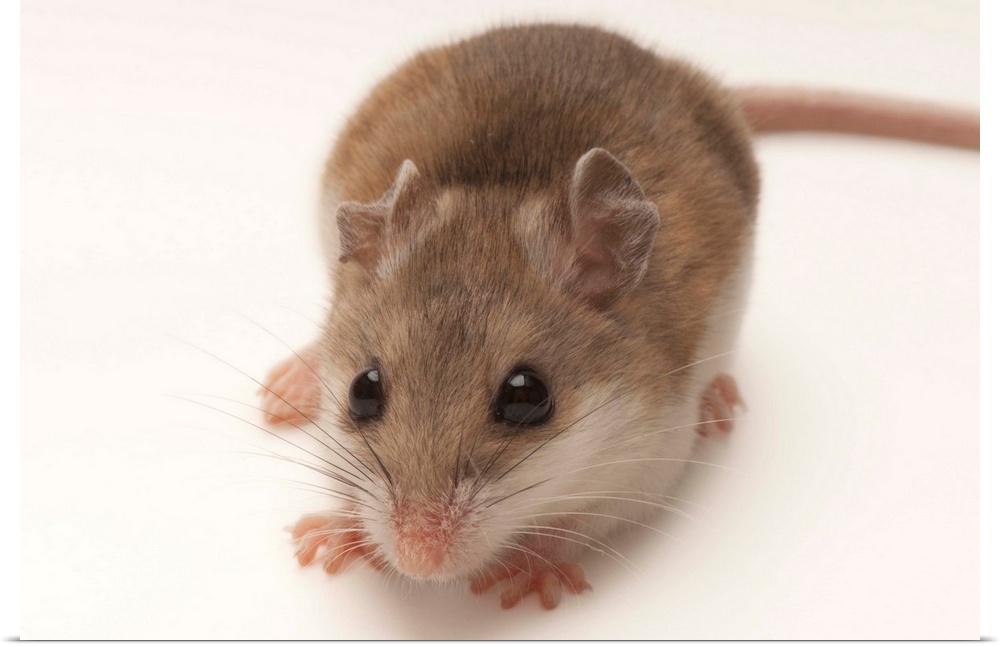 A rare male Alabama beach mouse, Peromyscus polionotus ammobates.